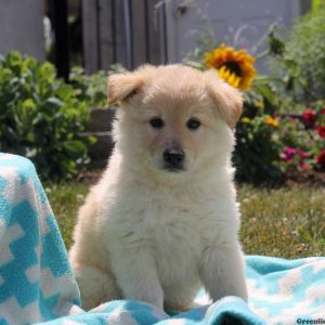 Warren, Labrador Mix Puppy