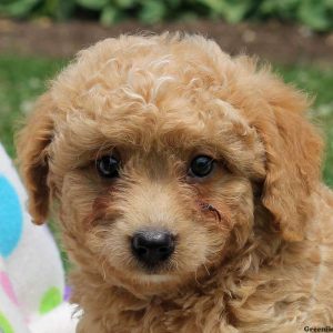 Warren, Goldendoodle-Miniature Puppy