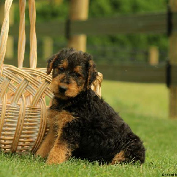 Waverly, Airedale Terrier Puppy