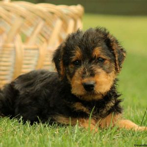 Waverly, Airedale Terrier Puppy