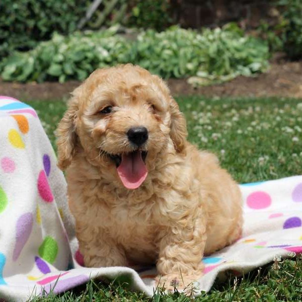 Weaver, Goldendoodle-Miniature Puppy