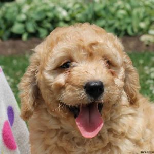 Weaver, Goldendoodle-Miniature Puppy