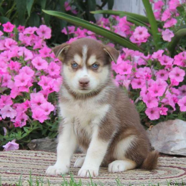 Wendell, Pomsky Puppy