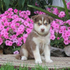 Wendell, Pomsky Puppy