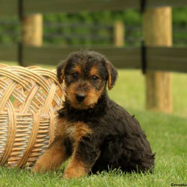 Wendy, Airedale Terrier Puppy