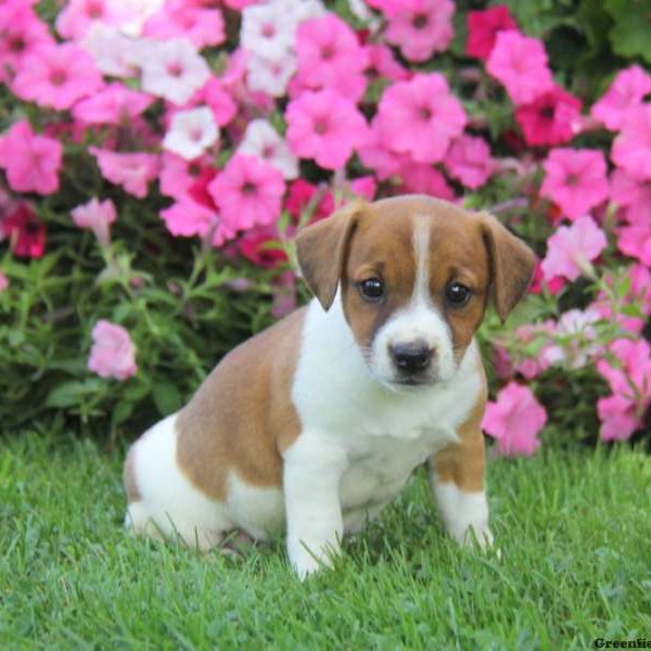 Wendy, Jack Russell Terrier Puppy