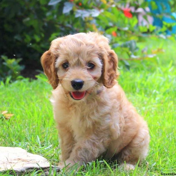 Wendy, Cockapoo Puppy