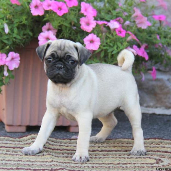 Wendy, Pug Puppy