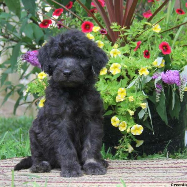 Wendy, Goldendoodle Puppy