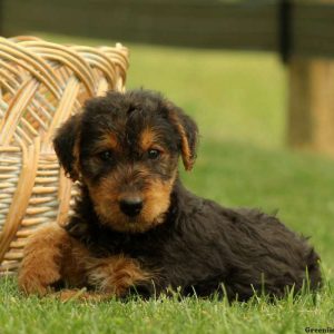 Wendy, Airedale Terrier Puppy