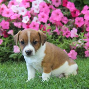 Wendy, Jack Russell Terrier Puppy