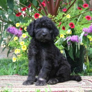 Wendy, Goldendoodle Puppy