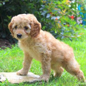 Wendy, Cockapoo Puppy