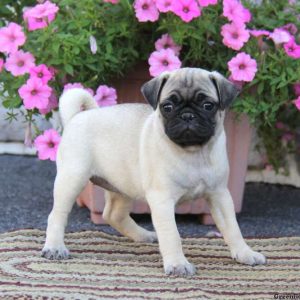 Wendy, Pug Puppy