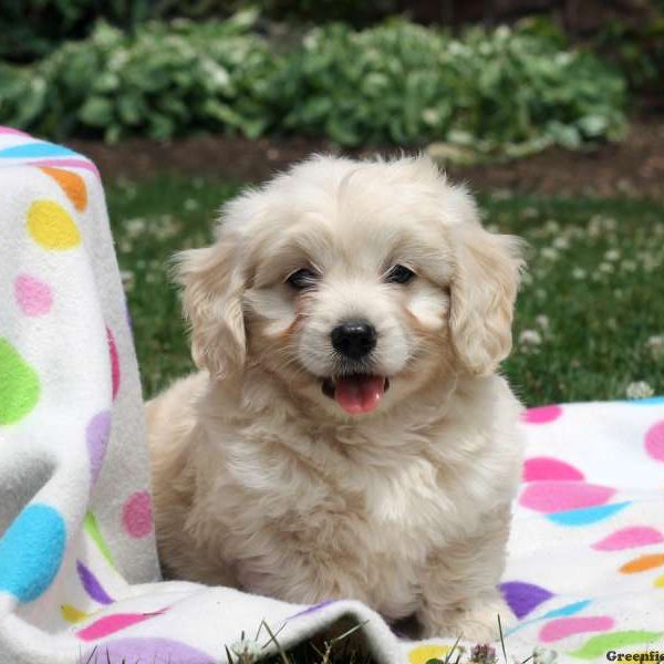 Wesley, Goldendoodle-Miniature Puppy