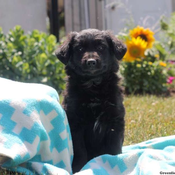 Wesley, Labrador Mix Puppy