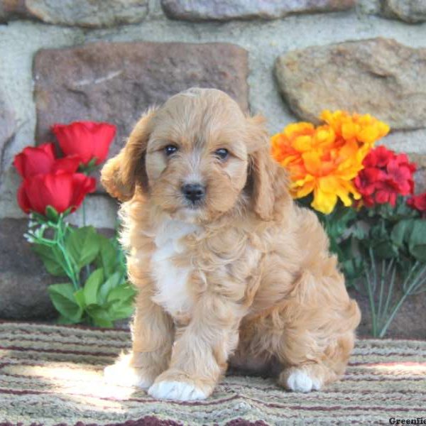 Wesley, Cavapoo Puppy