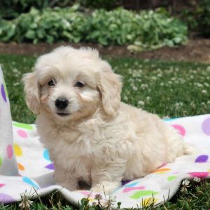 Wesley, Goldendoodle-Miniature Puppy