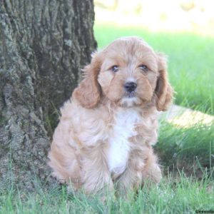 Wesley, Cavapoo Puppy