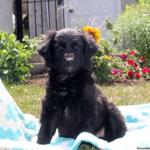 Wesley, Labrador Mix Puppy