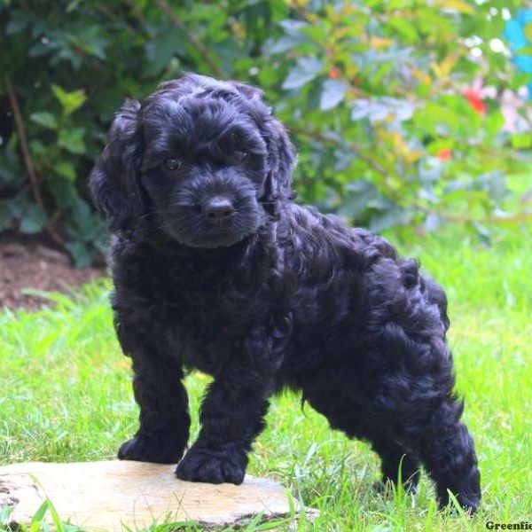 Weston, Cockapoo Puppy