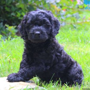 Weston, Cockapoo Puppy