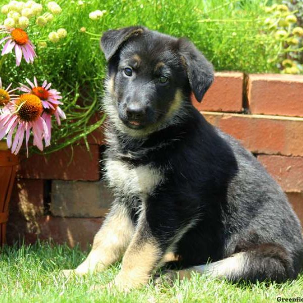 Whispy, German Shepherd Puppy