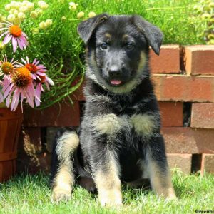 Whispy, German Shepherd Puppy