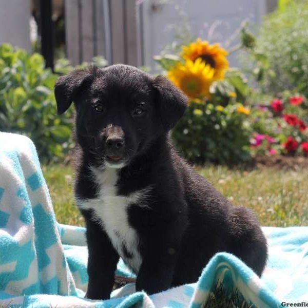 Whitney, Labrador Mix Puppy