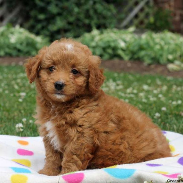 Whitney, Goldendoodle-Miniature Puppy