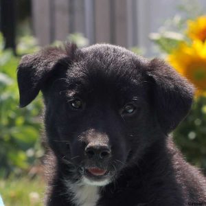 Whitney, Labrador Mix Puppy