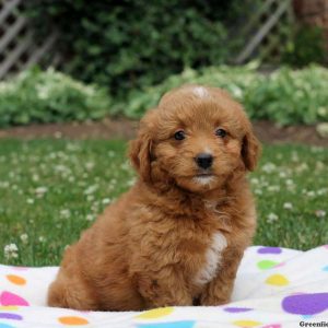 Whitney, Goldendoodle-Miniature Puppy