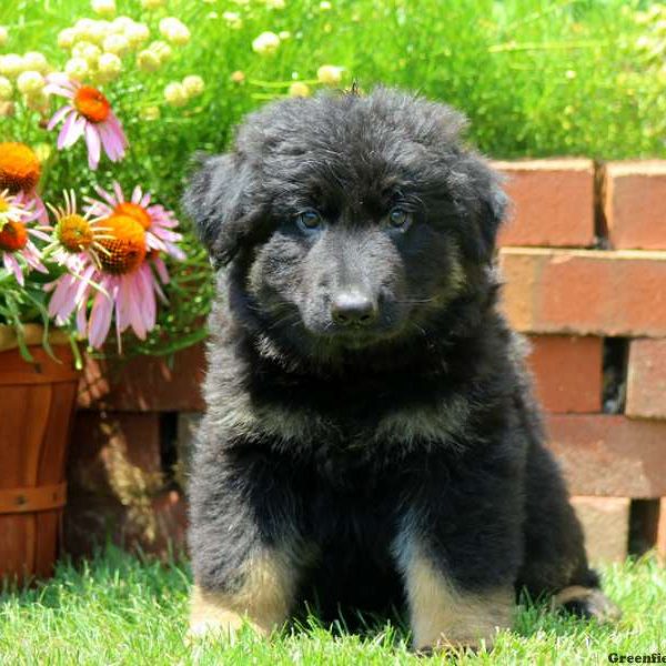 Wickam, German Shepherd Puppy