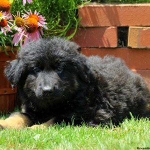 Wickam, German Shepherd Puppy