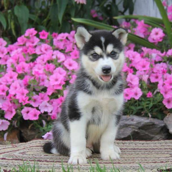 Will, Pomsky Puppy