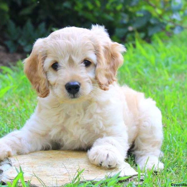 Will, Cockapoo Puppy