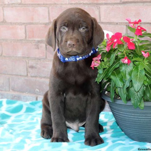 Will, Labrador Retriever-Chocolate Puppy