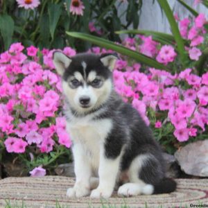 Will, Pomsky Puppy