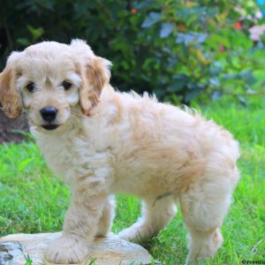 Will, Cockapoo Puppy