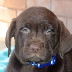 Will, Labrador Retriever-Chocolate Puppy