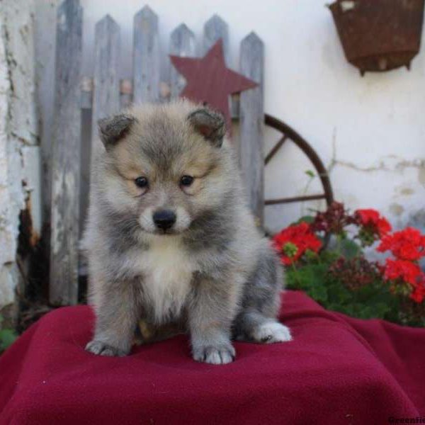 Willa, Pomsky Puppy