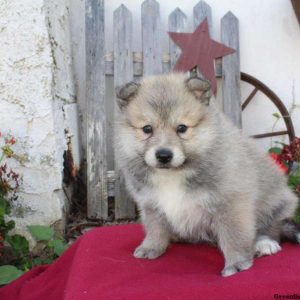 Willa, Pomsky Puppy