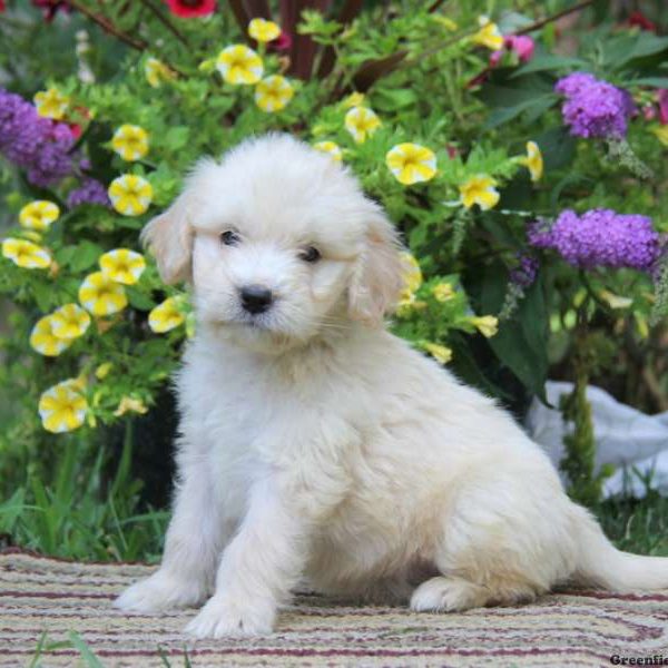 William, Goldendoodle Puppy