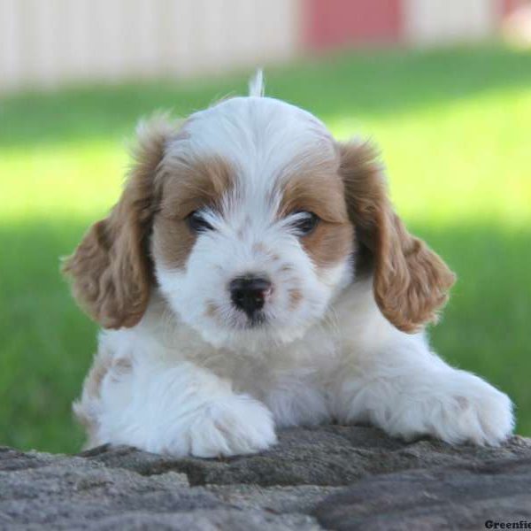 William, Cavapoo Puppy