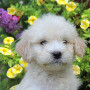 William, Goldendoodle Puppy