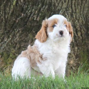 William, Cavapoo Puppy