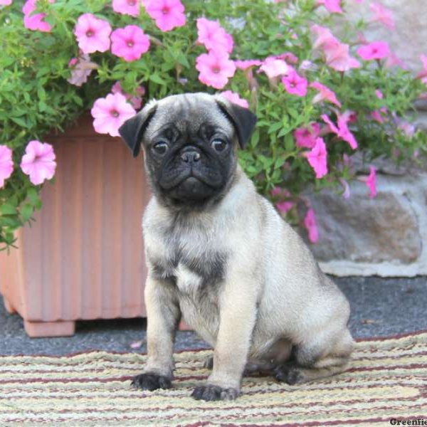 Willie, Pug Puppy