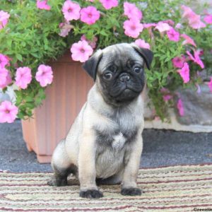 Willie, Pug Puppy