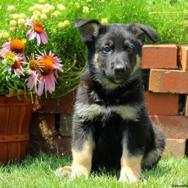 Willoughby, German Shepherd Puppy