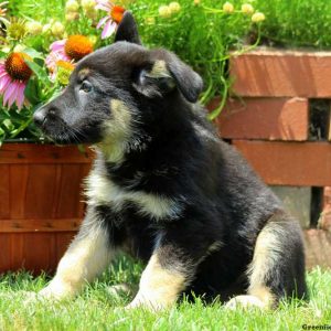 Willoughby, German Shepherd Puppy
